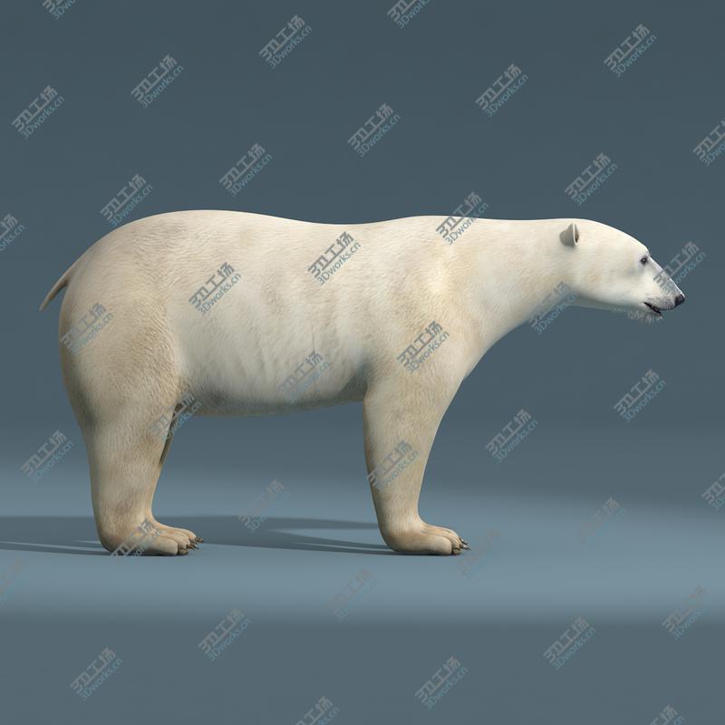 images/goods_img/2021040235/Polar Bear(RIGGED)/4.jpg
